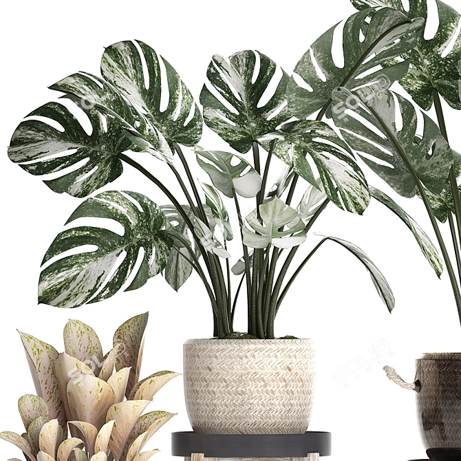 Exotic Monstera Collection: Variegated Houseplants 3D model image 4