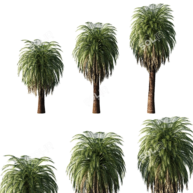 Macrozamia Moorei Palm Tree: Elegant, Realistic 3D Model 3D model image 1