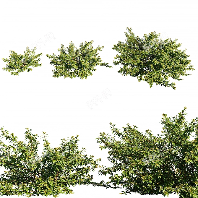 Graceful Abelia x Grandiflora: Exquisite Ornamental Tree 3D model image 1