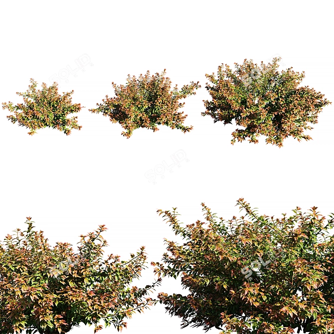 Vibrant Crimson Abelia Bush 3D model image 1