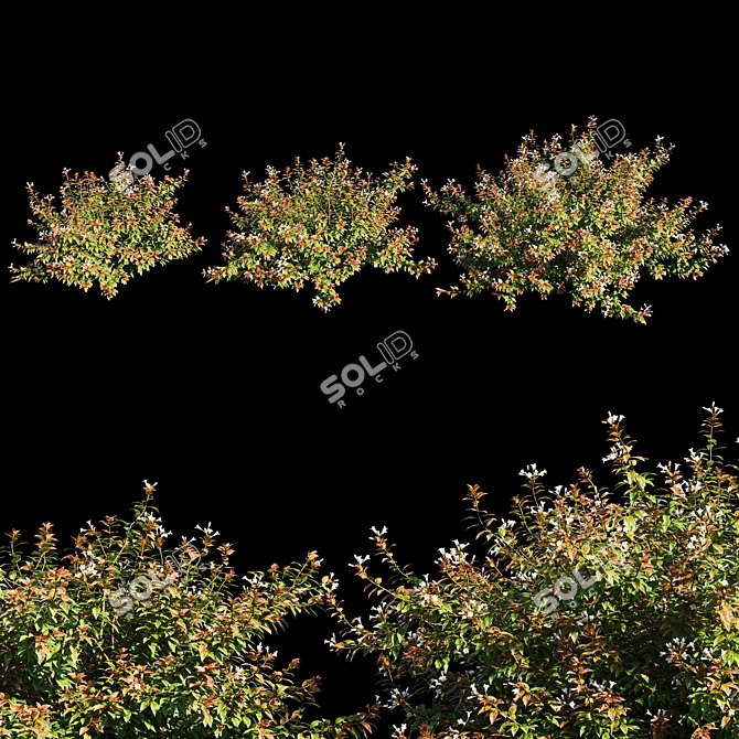 Graceful Abelia x grandiflora Shrub 3D model image 1