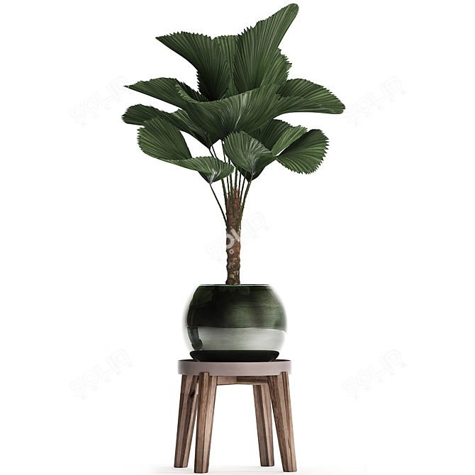 Exotic Licuala Palm Collection 3D model image 3