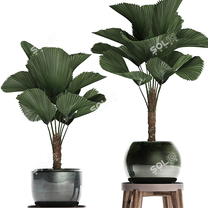 Exotic Licuala Palm Collection 3D model image 4