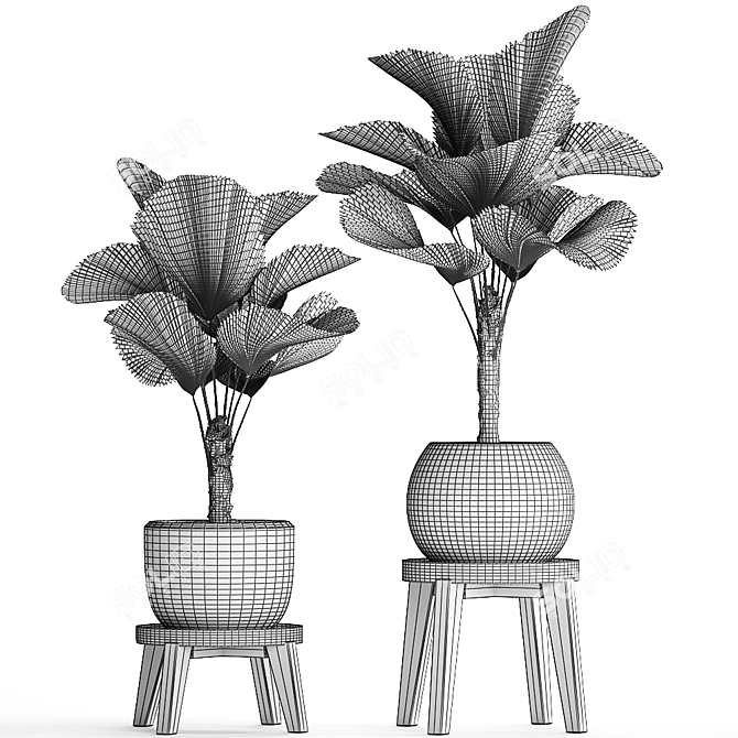 Exotic Licuala Palm Collection 3D model image 5