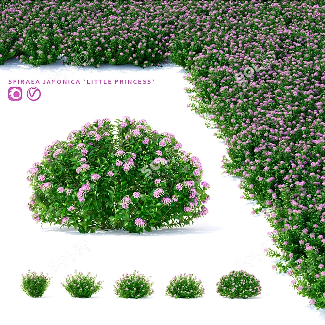 Japanese Spiraea Little Princess Bushes 3D model image 1