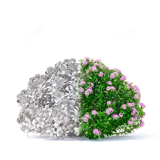 Japanese Spiraea Little Princess Bushes 3D model image 2