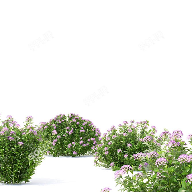 Japanese Spiraea Little Princess Bushes 3D model image 5