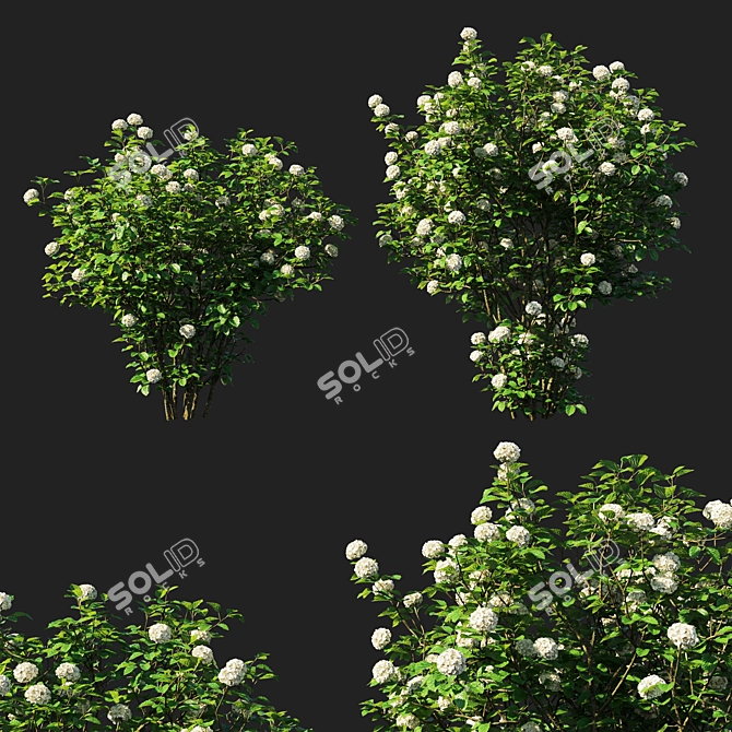 Blue Muffin Arrowwood Viburnum 3D model image 1