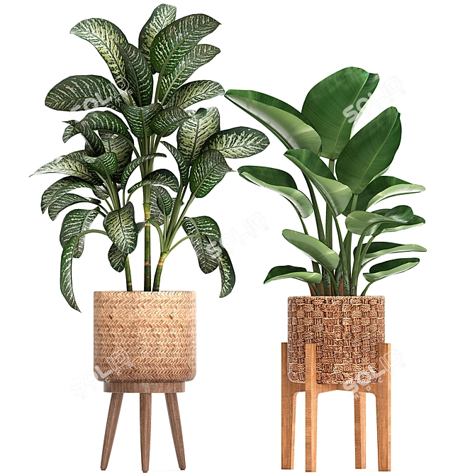 Exotic Plant Collection 3D model image 2