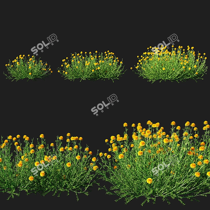 Santolina Rosmarinifolia Grass: 2014 Version 3D model image 1