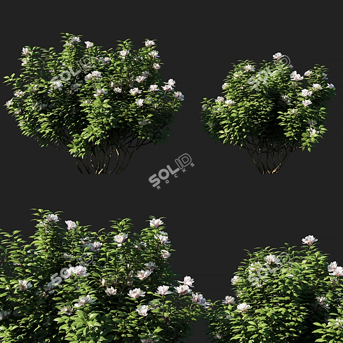 Botanical Beauty: Rhododendron Ponticum 3D model image 1