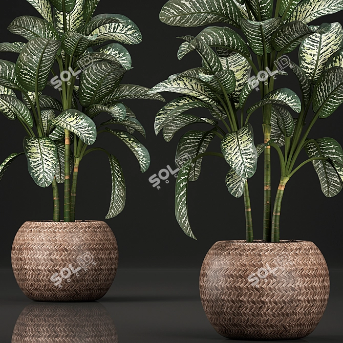 Exotic Plant Collection: Dieffenbachia Spotting 3D model image 2