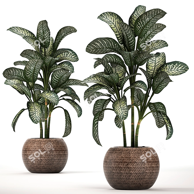 Exotic Plant Collection: Dieffenbachia Spotting 3D model image 3