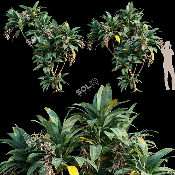 Dracaena 01: Versatile 3D Plant Model 3D model image 1