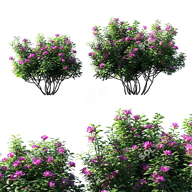 Pink Rhododendron Ponticum: Stunning Floral Beauty 3D model image 1