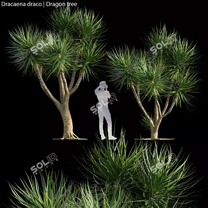 Exquisite Dragon Tree Model | 3D | High-Quality 3D model image 1