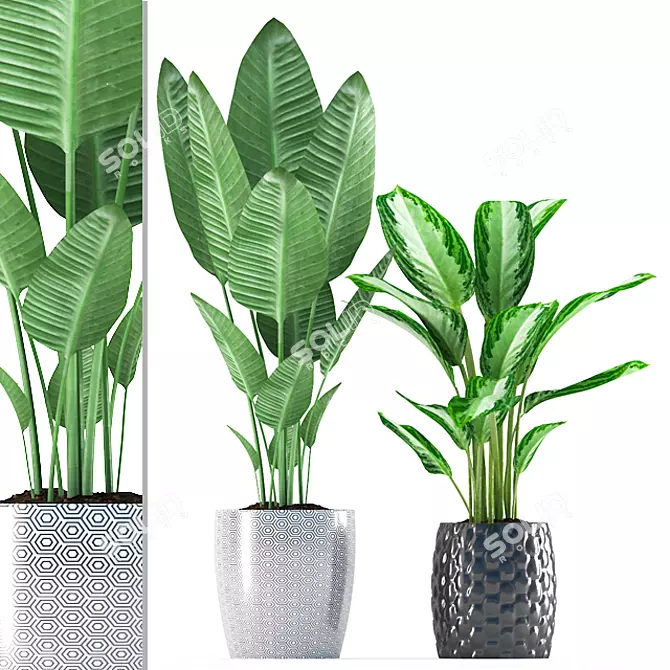 Black & White Chinese Evergreen 3D model image 1