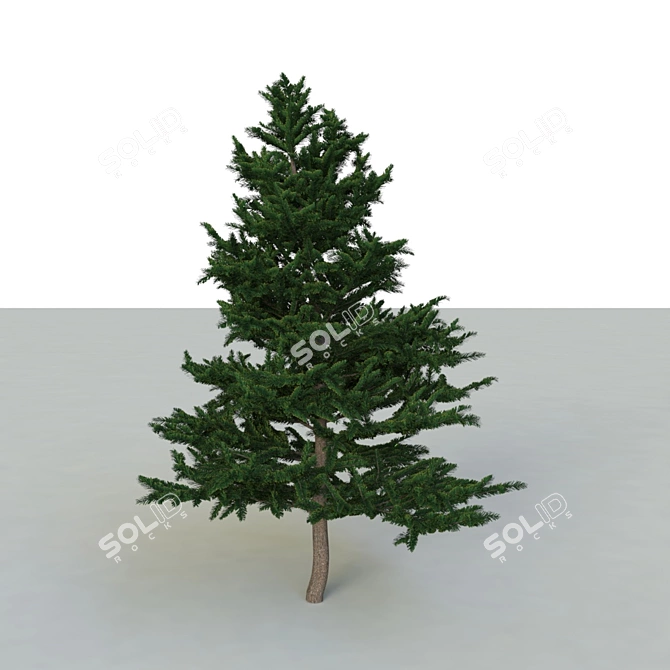 Spruce V2: High-Quality 3D Tree 3D model image 2