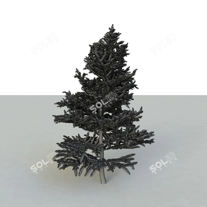 Spruce V2: High-Quality 3D Tree 3D model image 5