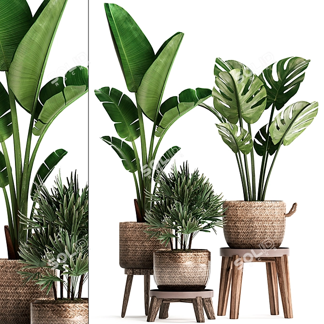 Exotic Indoor Plant Collection 3D model image 1