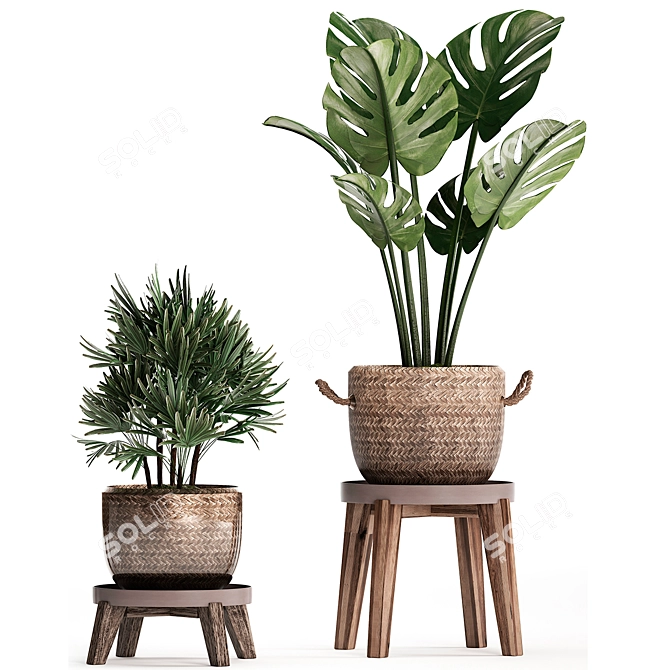 Exotic Indoor Plant Collection 3D model image 2