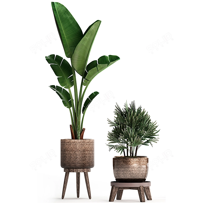 Exotic Indoor Plant Collection 3D model image 3