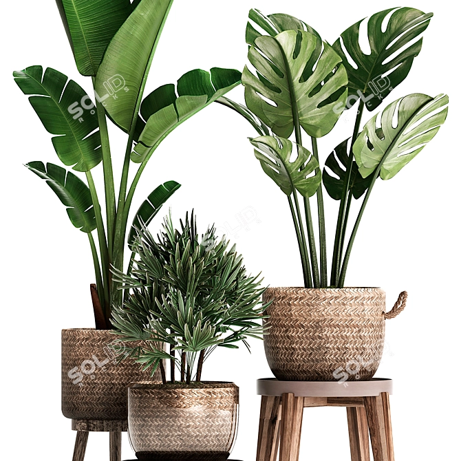 Exotic Indoor Plant Collection 3D model image 4