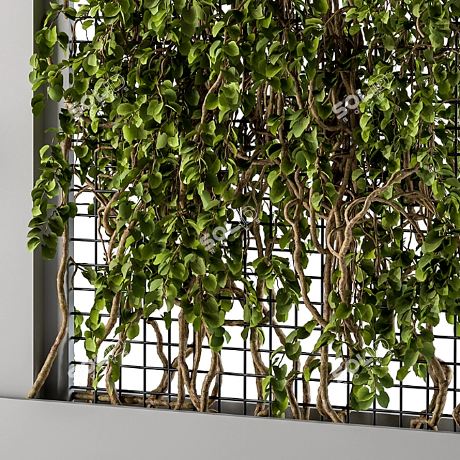 Elegant Gray Ivy Box Plants 3D model image 2