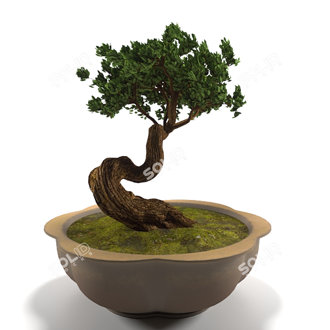 Miniature Bonsai Tree for Elegant Décor 3D model image 2