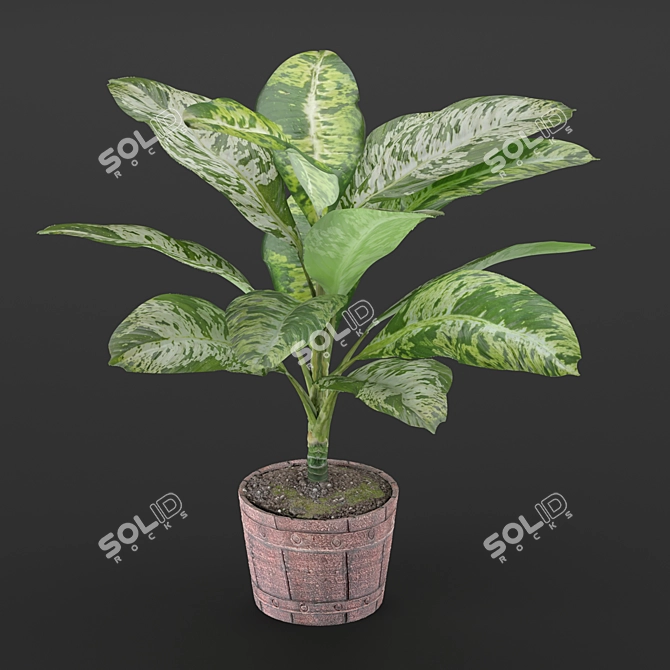 Exquisite Dieffenbachia Sublime: Lush Indoor & Outdoor Decor 3D model image 1