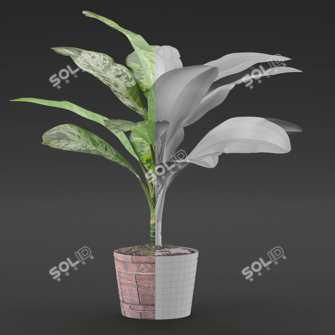 Exquisite Dieffenbachia Sublime: Lush Indoor & Outdoor Decor 3D model image 2