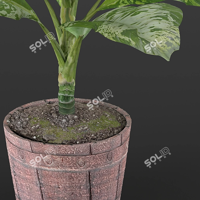 Exquisite Dieffenbachia Sublime: Lush Indoor & Outdoor Decor 3D model image 3