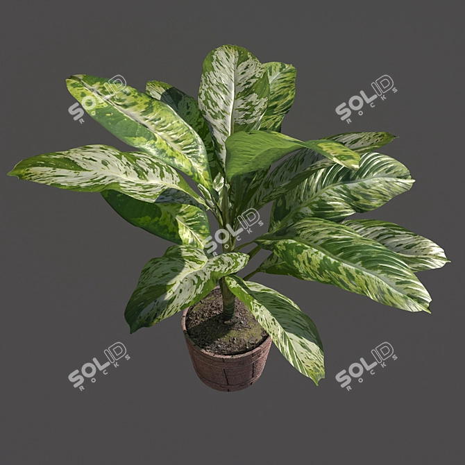 Exquisite Dieffenbachia Sublime: Lush Indoor & Outdoor Decor 3D model image 4