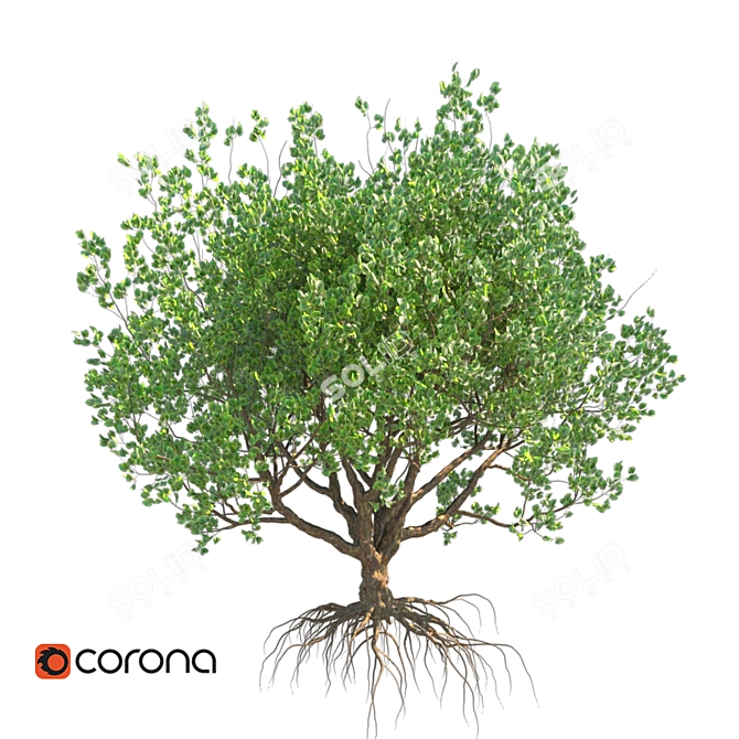 Nordic Evergreen Tree 3D model image 1