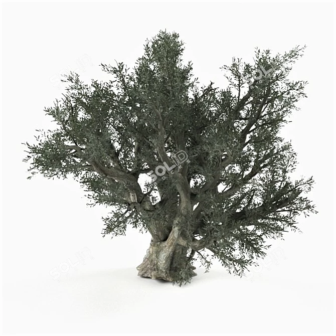 Lifelike Olive Tree 3D model image 1