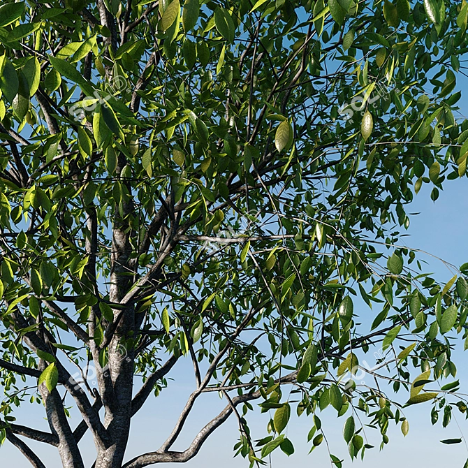 Realistic Cherry Tree Model 3D model image 2