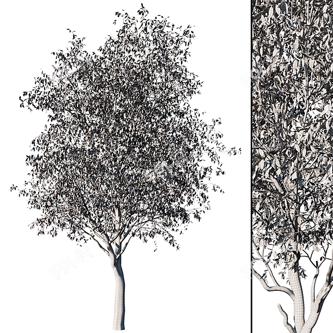 Realistic Cherry Tree Model 3D model image 5