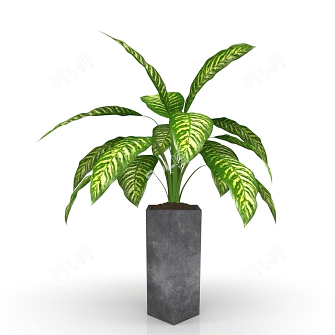 Exquisite Dieffenbachia: Polys 124,282 3D model image 2