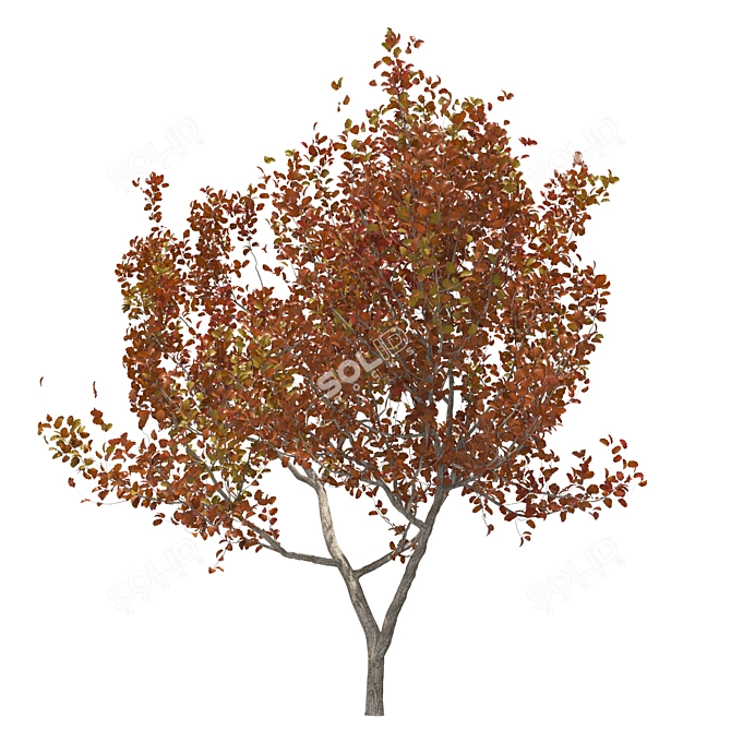 Autumn Treewalk: Serene Seasonal Beauty 3D model image 1