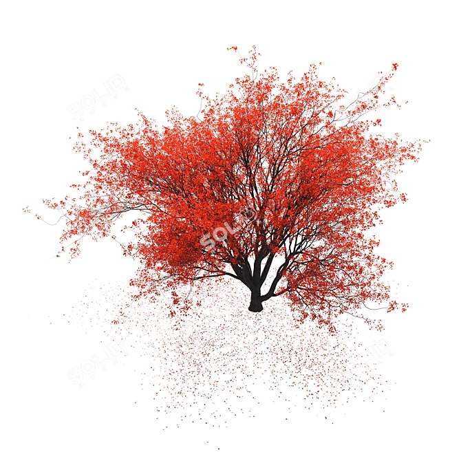  Majestic Red Maple Tree 3D model image 2