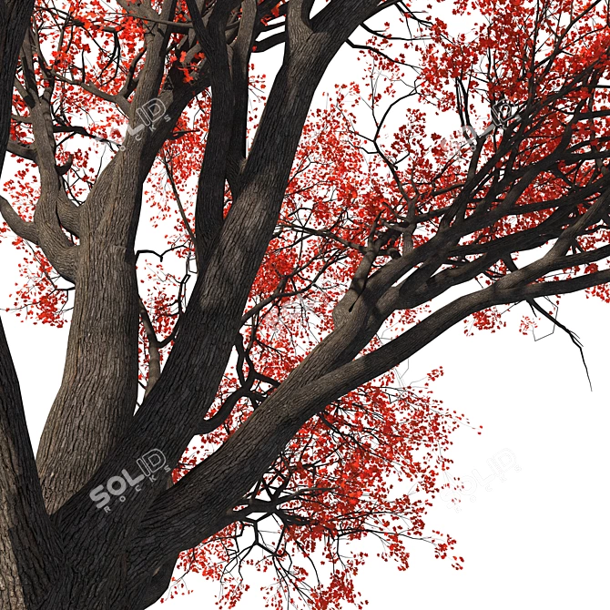  Majestic Red Maple Tree 3D model image 4