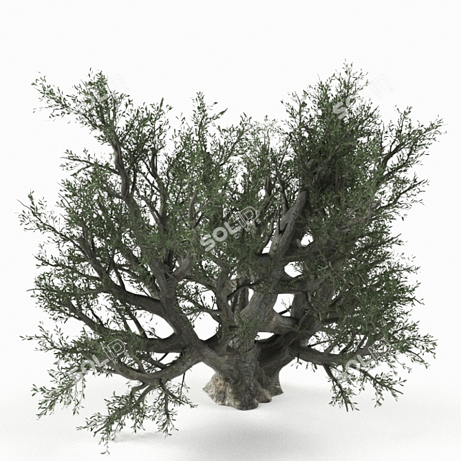 Lifelike Olive Tree Decor 3D model image 1