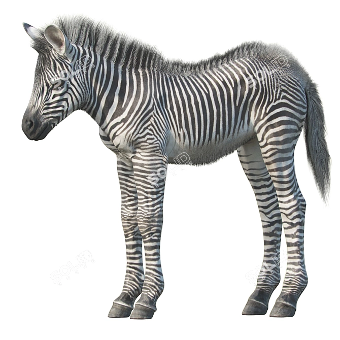 Adorable Baby Zebra Sculpture 3D model image 1