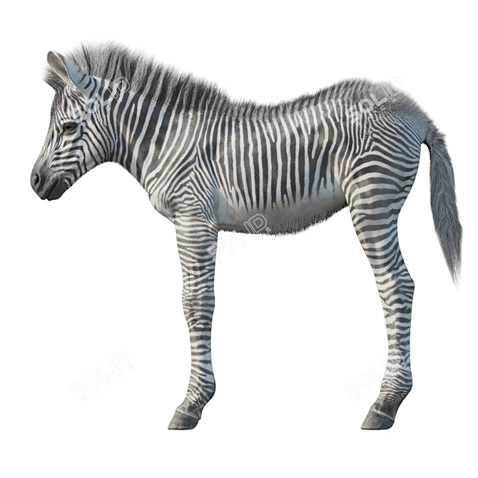 Adorable Baby Zebra Sculpture 3D model image 3