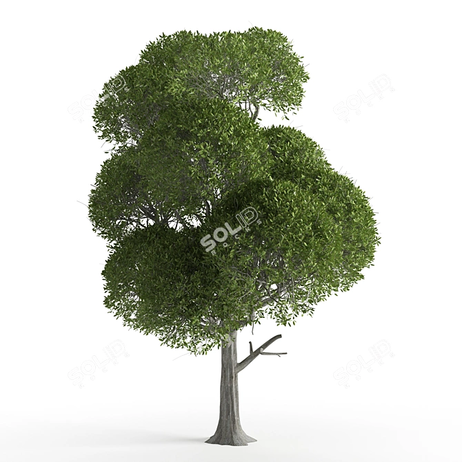 Natural Ash Tree Beads 3D model image 1