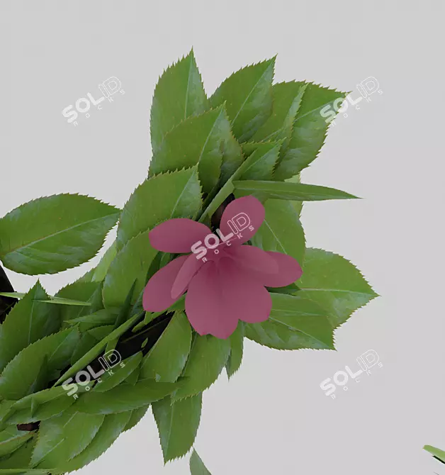 Flowering Bonsai in Pot 3D model image 5