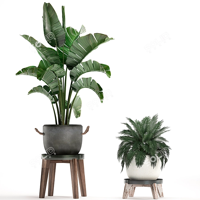 Exotic Houseplant Collection 3D model image 2