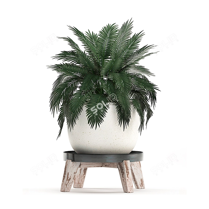 Exotic Houseplant Collection 3D model image 4