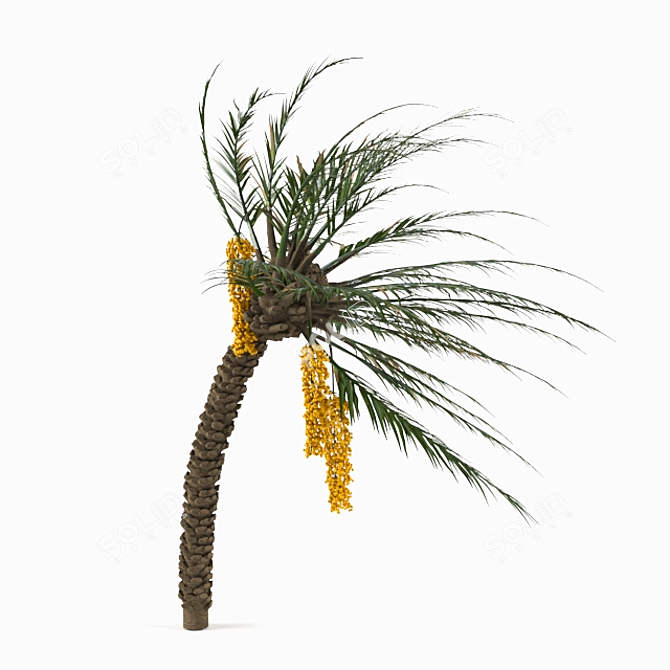 Tropical Paradise 3D Palm Tree 3D model image 1