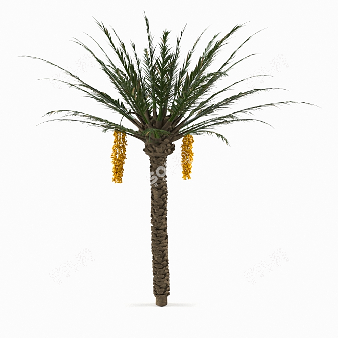 Tropical Oasis - Photo-Realistic Palm Tree 3D model image 1